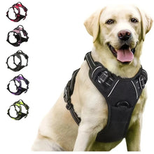 Dog Collar Harness & Leash Set | Leather Puppy Accessories for Small & Medium Dogs | Pet Walking Set